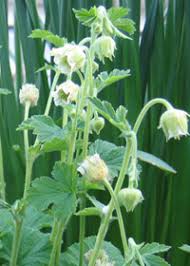 Image result for Geum rivale