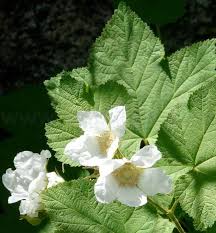 Attēlu rezultāti vaicājumam “Rubus parviflorus”