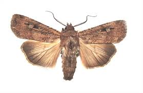 Attēlu rezultāti vaicājumam “Noctuidae”