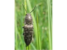 Attēlu rezultāti vaicājumam “Actenicerus sjaelandicus”