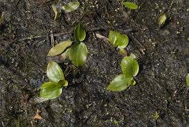 Attēlu rezultāti vaicājumam “Potamogeton gramineus”