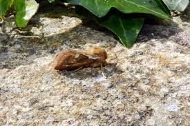 Attēlu rezultāti vaicājumam “Hepialus lupulinus”