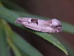 Attēlu rezultāti vaicājumam “Epinotia ramella”