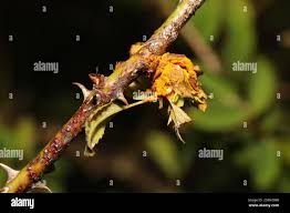 Attēlu rezultāti vaicājumam “Phragmidium sp.”