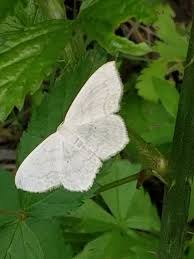 Attēlu rezultāti vaicājumam “Eulithis pyraliata”