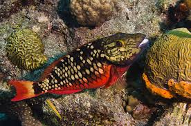 Image result for Sparisoma viride