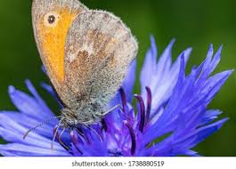 Attēlu rezultāti vaicājumam “Hyponephele lycaon female”