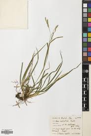 Attēlu rezultāti vaicājumam “Carex sylvatica fruit”