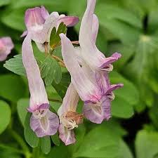 Attēlu rezultāti vaicājumam “Corydalis solida flower”