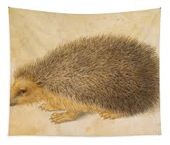 Attēlu rezultāti vaicājumam “Erinaceus roumanicus”