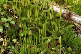 Attēlu rezultāti vaicājumam “Lycopodium dubium”