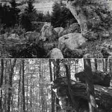 Attēlu rezultāti vaicājumam “Serpoleskea subtilis sporophyte”