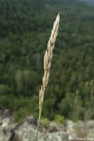Attēlu rezultāti vaicājumam “Calamagrostis purpurea fruit”