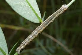 Attēlu rezultāti vaicājumam “Lygephila viciae”