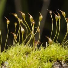 Attēlu rezultāti vaicājumam “Dicranella staphylina”