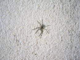 Attēlu rezultāti vaicājumam “Philodromus margaritatus”