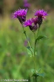 Attēlu rezultāti vaicājumam “Serratula tinctoria leaf”