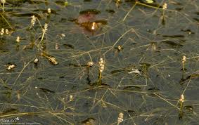 Attēlu rezultāti vaicājumam “Potamogeton trichoides”