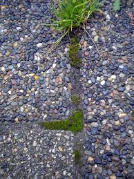 Attēlu rezultāti vaicājumam “Bryum argenteum sporophyte”