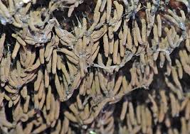 Attēlu rezultāti vaicājumam “Stemonitopsis aequalis (var. aequalis)”