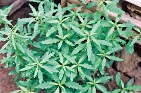 Image result for Chenopodium ambrosioides