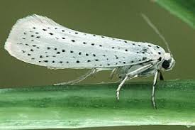 Attēlu rezultāti vaicājumam “Yponomeuta evonymella imago”