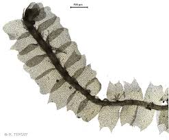 Attēlu rezultāti vaicājumam “Lophocolea heterophylla”