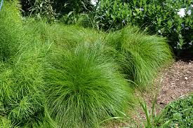 Attēlu rezultāti vaicājumam “Briza media fruit”