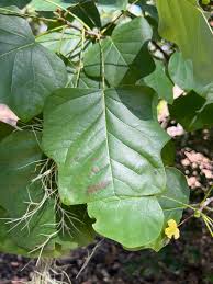 Attēlu rezultāti vaicājumam “Liriodendron tulipifera leaf”