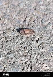 Attēlu rezultāti vaicājumam “Lepyronia coleoptrata”