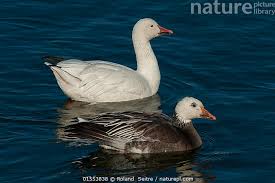 Image result for Anser caerulescens