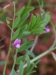 Attēlu rezultāti vaicājumam “Vicia lathyroides”