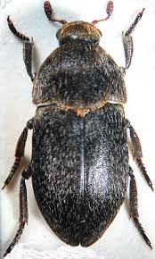 Attēlu rezultāti vaicājumam “Dermestes murinus”