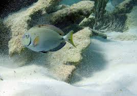 Image result for Acanthurus bahianus