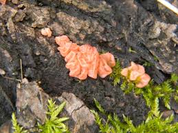 Attēlu rezultāti vaicājumam “Craterocolla cerasi”