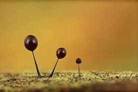 Attēlu rezultāti vaicājumam “Comatricha ellae macro”