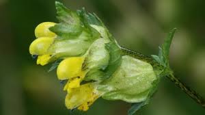 Attēlu rezultāti vaicājumam “Rhinanthus minor”