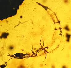 Attēlu rezultāti vaicājumam “Raphidioptera larva”