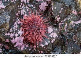 Image result for Mesocentrotus franciscanus