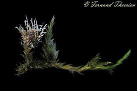 Attēlu rezultāti vaicājumam “Tilachlidium brachiatum”