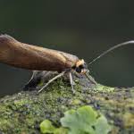 Attēlu rezultāti vaicājumam “Roeslerstammia erxlebella”