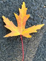 Attēlu rezultāti vaicājumam “Acer saccharinum leaf”