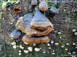 Attēlu rezultāti vaicājumam “Hymenochaete rubiginosa”