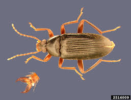 Attēlu rezultāti vaicājumam “Alleculidae”