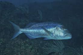 Image result for Dentex dentex