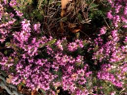 Attēlu rezultāti vaicājumam “Erica x darleyensis flower”