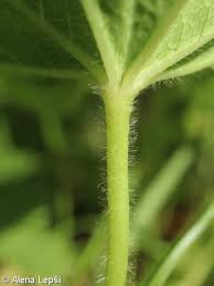 Attēlu rezultāti vaicājumam “Alchemilla subcrenata  flower”