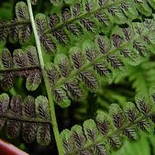 Attēlu rezultāti vaicājumam “Seligeria donniana sporophyte”