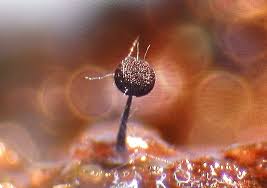 Attēlu rezultāti vaicājumam “Diachea subsessilis spores”