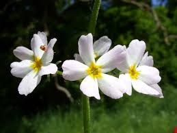 Attēlu rezultāti vaicājumam “Hottonia palustris leaf”
